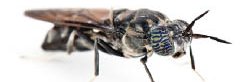 Photo macro d'unr mouche soldate noire, Hermatia illucens, utilisées pour composter les déchets organiques et produire de la nourriture pour le bétail et les animaux d'élevage.