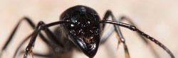 Une très grande fourmi exotique de couleur noire et brune, vue de face.