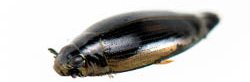 Un insecte coléoptère aquatique noir flotte à la surface de l'eau, il s'agit d'un gyrin.