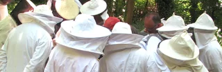 Un groupe d'apiculteurs en vareuses d'apiculture se regroupe autour d'une ruche. Ils portent tous des habits de protections blancs d'apiculture en coton avec des chapeaux et un voile qui les protègent des abeilles.