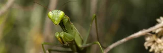 Mantis religiosa, la mante religieuse verte, postée sur une brindille.