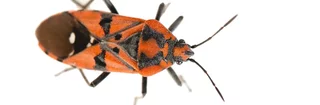 Punaise Spilostethus pandurus rouge et noire.