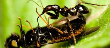 Une punaise noire ressemblant à une fourmi dévore une mouche morte.