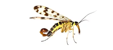 Un insecte mécoptère aussi appelé scorpion volant vu de profil sur fond blanc en photo macro.