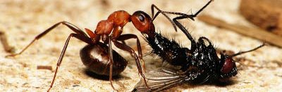 Une ouvrière de fourmis des bois ou fourmis rousses du genre Formica tire sa proie, une mouche morte, vers la fourmilière.