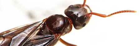 Gros plan macro sur une reine fourmi de l'espèce Lasius umbratus ou Lasius mixtus, c'est une reine ou princesse ailée avec un crops brun et des ailes fumées.