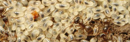De nombreuses larves de fourmis vues dans une fourmilière. Elles sont blanches avec un point noir qui correspond à leur intestin. Ces fourmis sont du genre Lasius.