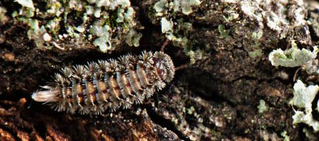 Un Polyxénidé, petit mille-pattes poilu, sur l'écorce d'un arbre couvert de lichen gris.
