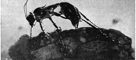 Agriotypus armatus une guêpe parasite de trichoptères (phryganes).