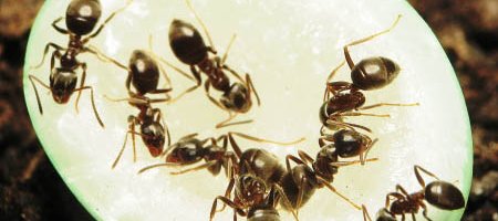 Huit fourmis du genre Lasius, probablement la fourmi noire des jardins Lasius niger sur un morceau de sucre, vu de côté.
