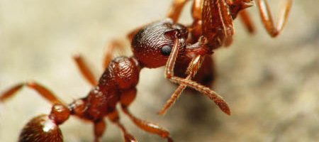 Une fourmi rouge (Myrmica) transporte le cadavre d'une ouvrière morte hors de son nid.