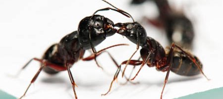 Deux fourmis charpentières du genre Camponotus partager de la nourriture par trophallaxie, sur fond blanc.
