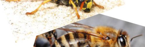 Photo composite illustrant les différences entre une guêpe, ici une guêpe à papier poliste, ou une abeille, ici l'abeille sociale Apis mellifera.