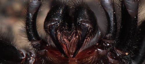 Atrax robustus est une araignée venimeuse australienne. Avec son venin mortel et rapide, elle est considérée comme l'araignée la plus dangereuse au monde.