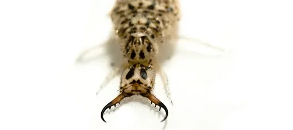 Larve de fourmilion de couleur sable avec de grandes mandibules.
