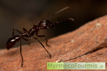 Paraponera clavata, une des plus grandes espèces de fourmis, capable d’infliger des piqûres extrêmement douloureuses. JPEG - 164.2 ko