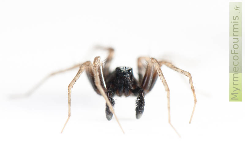 Araignée loup de la famille des Lycosidae et du genre Pardosa. Photographie macro de face sur fond blanc.