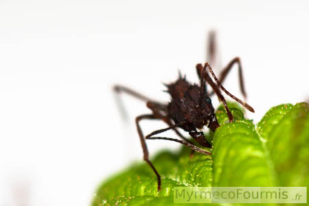 Une fourmi coupe une feuille