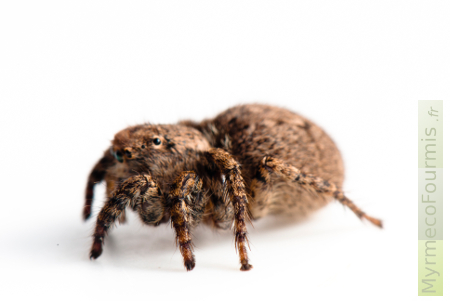 Aelurillus v-insignitusm, une petite araignée sauteuse brune poilue.