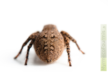 Gros plan sur l'abdomen brun avec motifs en damiers de Aelurillus v-insignitusm, une petite araignée sauteuse brune poilue.