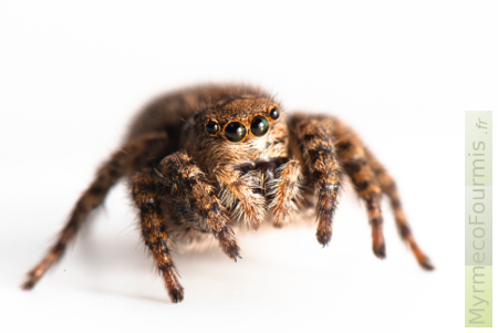 Une araignée sauteuse brune très poilue et mignonne.