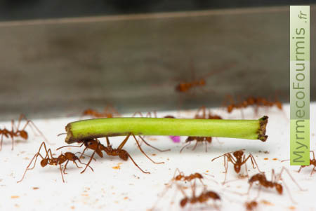 Les fourmis peuvent porter des objets très lourds grâce à leur exosquelette sur lequel sont fixés les muscles. Ici, une fourmi champignonniste du genre Atta porte une brindille très lourde.