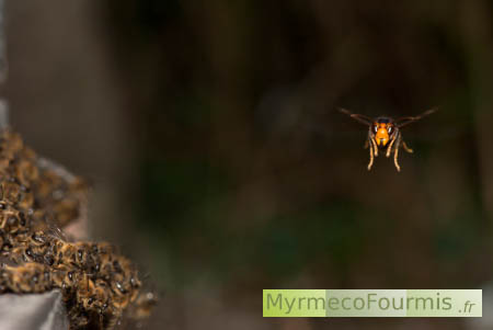 Frelon asiatique capturant l'abeille méllifère