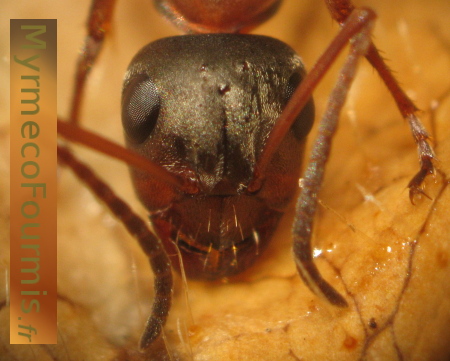 Gros plan sur la tête d'une ouvrière des fourmis Formica rufibarbis.