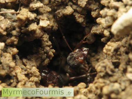 Deux fourmis ouvrières de l'espèce Formica rufibarbis gardent l'entrée de la fourmilière dans un tunnel fait de petits morceaux de terre excavés du nid.