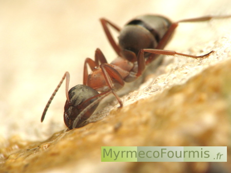 Une fourmi rousse des jardins, Formica rufibarbis, à l'abdomen noir mat et brillant et au thorax orange, boit un liquide sucré sur une pierre.