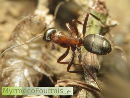 Une fourmi du genre Formica tire sa proie, un cadavre de cloporte à la fourmilière, pour nourrir les larves de la colonie.