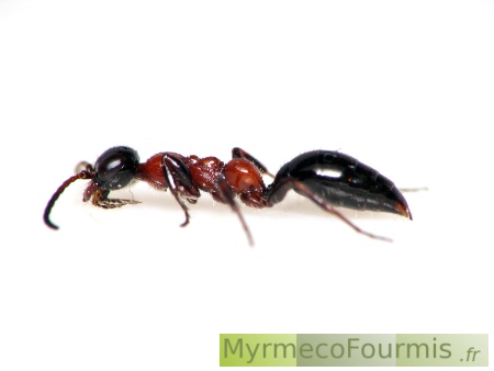 Methocha formicaria ou Methocha articulata. Cet insecte dépourvu d'ailes ressemble fortement à une fourmi. Il est parasite de larves de cicindèles. Macrophotographie sur fond blanc.