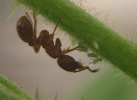 Une fourmi rouge du genre Myrmica trait un puceron vert et collecte du miellat.
