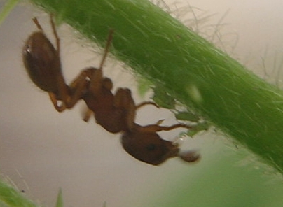 Une fourmi rouge du genre Myrmica trait un puceron vert.