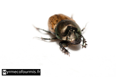 Onthophagus cf vacca, un petit coléoptère noir iridescent et brun avec une corne sur la tête.