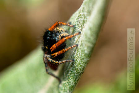 Araignée sauteuse (Salticidae), de l'espèce Philaeus chrysops avec des pattes avant oranges, un corps noir et des pédipalpes jaunes.