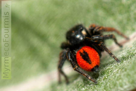 Photographie macro de l'abdomen de Philaeus chrysops, une petite araignée sauteuse (salticidées) avec un abdomen rouge vif sur lequel on voit une ligne noire.