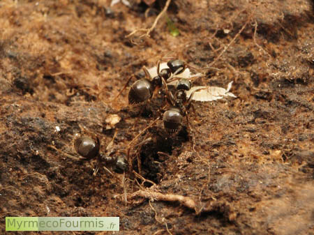 Cloporte blanc du genre Platyarthrus dans une fourmilière de fourmis du genre Lasius.