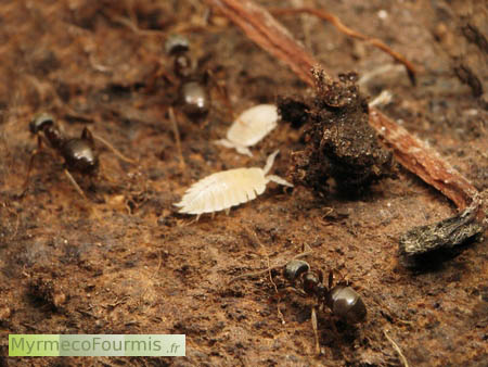 Petit cloporte blanc commensal de fourmis dans une fourmilière.