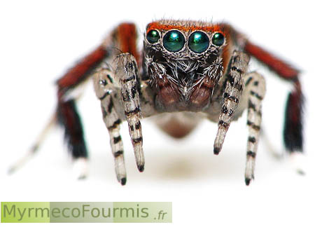 Araignée aux yeux verts émeraude JPEG - 105.5 ko
