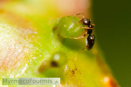Association entre plantes et fourmis en France