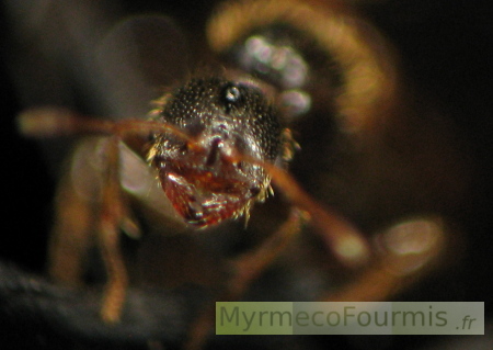 Princesse fourmi du genre Solenopsis prise en photo à l'entrée de son nid pendant un essaimage.