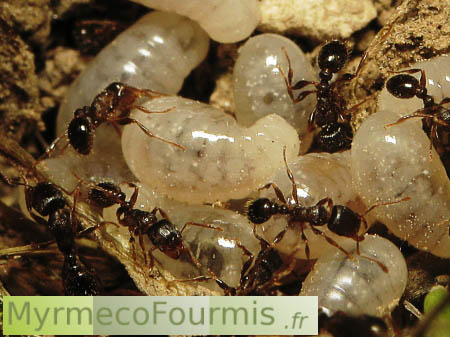 Photo de fourmis Tetramorium dérangées sous une pierre. Les fourmis récupèrent les larves et les emmènent dans les galerie de la fourmilière.