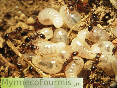 Photographie macro de larves blanches d'individus séxués (princesses et mâles fourmis), des fourmis du genre Tetramorium, dans un jardin.