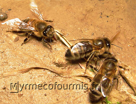 Macrophotographie d'un petit groupe d'abeilles buvant de l'eau au bord d'une mare.