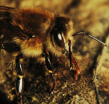 Une abeille boit de l'eau au bord d'un cours d'eau, à l'aide de son proboscis rouge.