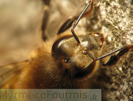 Macrophotographie de la tête d'une abeille mellifère, Apis mellifera. On distingue la tête très poilu, les grands yeux et les antennes coudées de l'abeille, ainsi que ses mandibules.