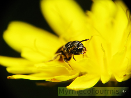 Abeille solitaire noire sur fleur jaune de pissenlit.