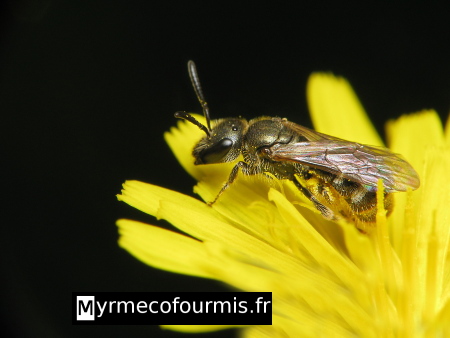 Petite abeille solitaire noire avec des bandes grises sur l'abdomen sur une fleur jaune de la famille des astéracées, proche du pissenlit. L'abeille est une halictidae appartenant peut-être au genre Lasioglossum.
