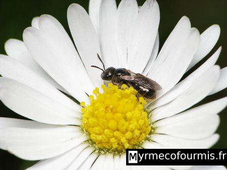 Photographie macro vue de dessus d'une petite abeille solitaire noire de la famille des Halictidae et proche du genre Lasioglossum, récoltant du pollen et du nectar dans une fleur jaune et blanche de type pâquerette.